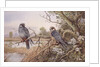 Red-footed Falcons by Carl Donner