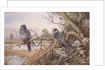 Red-footed Falcons by Carl Donner