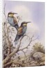 Bee-Eaters by Carl Donner