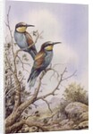 Bee-Eaters by Carl Donner