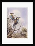 Bee-Eaters by Carl Donner