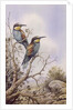 Bee-Eaters by Carl Donner