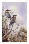 Bee-Eaters by Carl Donner