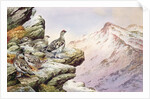 Ptarmigan on the High Tops by Carl Donner