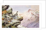 Ptarmigan on the High Tops by Carl Donner