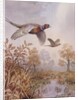 Over the Fen by Carl Donner