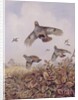 Flushed Partridges by Carl Donner