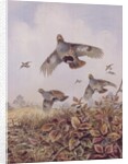 Flushed Partridges by Carl Donner