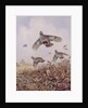 Flushed Partridges by Carl Donner