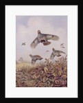Flushed Partridges by Carl Donner