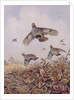 Flushed Partridges by Carl Donner