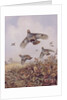 Flushed Partridges by Carl Donner