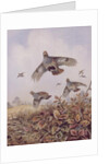 Flushed Partridges by Carl Donner
