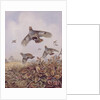 Flushed Partridges by Carl Donner