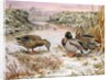 Mallards in a Quiet Corner by Carl Donner