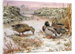 Mallards in a Quiet Corner by Carl Donner