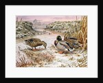 Mallards in a Quiet Corner by Carl Donner