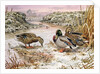 Mallards in a Quiet Corner by Carl Donner