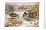 Mallards in a Quiet Corner by Carl Donner