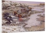 Daybreak on the Washes - Wigeon by Carl Donner
