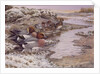 Daybreak on the Washes - Wigeon by Carl Donner