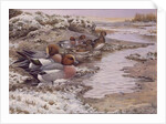 Daybreak on the Washes - Wigeon by Carl Donner