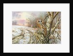 Tawny Owl by Carl Donner