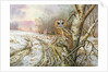 Tawny Owl by Carl Donner