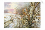 Tawny Owl by Carl Donner