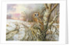 Tawny Owl by Carl Donner
