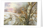 Tawny Owl by Carl Donner