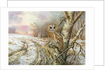 Tawny Owl by Carl Donner