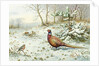 Cock Pheasant and Chaffinch by Carl Donner