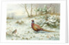 Cock Pheasant and Chaffinch by Carl Donner
