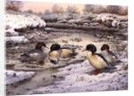 Goosanders by Carl Donner