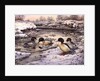 Goosanders by Carl Donner