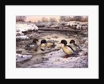Goosanders by Carl Donner