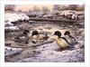 Goosanders by Carl Donner