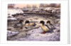 Goosanders by Carl Donner