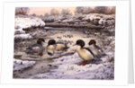 Goosanders by Carl Donner