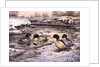 Goosanders by Carl Donner