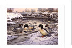 Goosanders by Carl Donner
