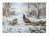 Pair of Pheasants with a Wren by Carl Donner