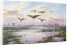 White-Fronted Geese Alighting by Carl Donner
