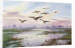 White-Fronted Geese Alighting by Carl Donner
