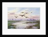 White-Fronted Geese Alighting by Carl Donner