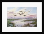White-Fronted Geese Alighting by Carl Donner