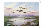 White-Fronted Geese Alighting by Carl Donner