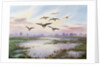 White-Fronted Geese Alighting by Carl Donner
