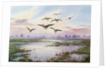 White-Fronted Geese Alighting by Carl Donner